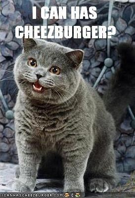 classic ancient meme, gray fluffy cat saying "I can has cheezburger?"