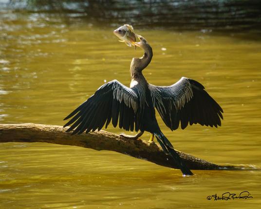 An Anhinga spread-winged on a river log  tries to eat a fish.
