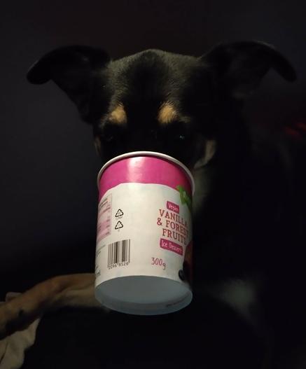 Koira nuolee pahvistä jäätelöpurkkia siten, että sen koko kuono on purkin sisällä.