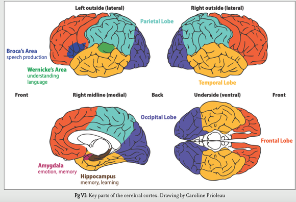 Multi-color image of the key parts of the cerebral cortext, including Broca's Area (speech production), the Amygdala (emotion, memory), and the Hippocampus (memory, learning).