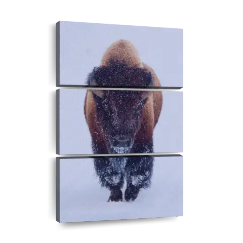 Bison in Frosty Silence   featuring a powerful frontal view of a bison in a snowy landscape, creating a sense of quiet strength and resilience."