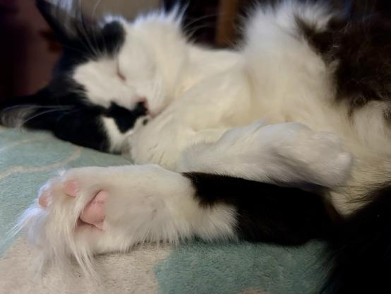 A black and white kitty sleeping on his side, very content. In the foreground is his only back foot, with his pink toe pads showing through very long toe tufts. His floofy tummy is visible and really puffs up with deep floof where his extra leg would have been.