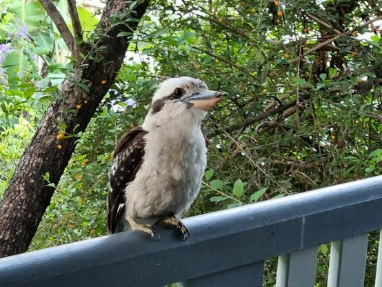 A happy kookaburra getting some attention on the rail.