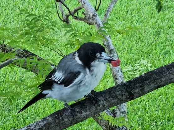 This butcher bird was pleased to see me. Just sitting on the tree branch with a snack.