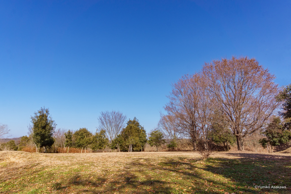 樹々に囲まれた公園