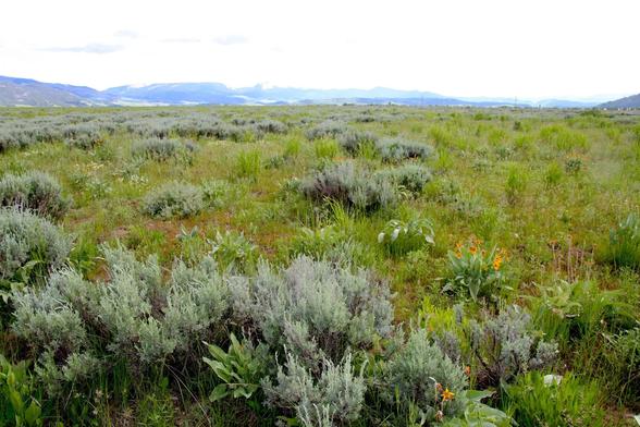 photo - vegetation, Wyoming