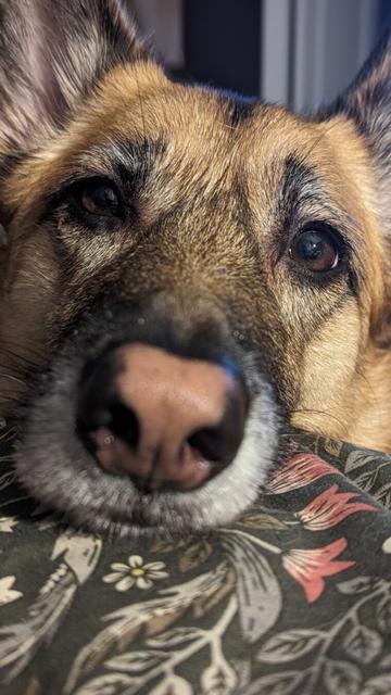 Photo of a dog resting their head while laying on a bed