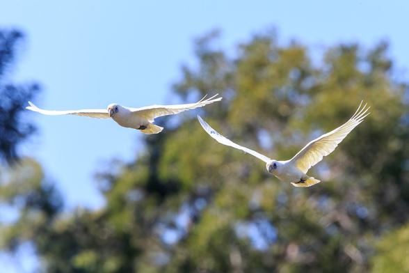 Two Little Corellas (a form of medium sized Cockatoo, white with pale yellow underwing, and a blue patch of skin around the eye), flying with out of focus trees behind.