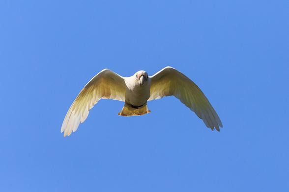 A single Little Corella flying towards, and over the camera. It is a white, medium sized cockatoo, with yellow underwings, blue skin patch around the eyes, and pink feathers at the base of the beak.