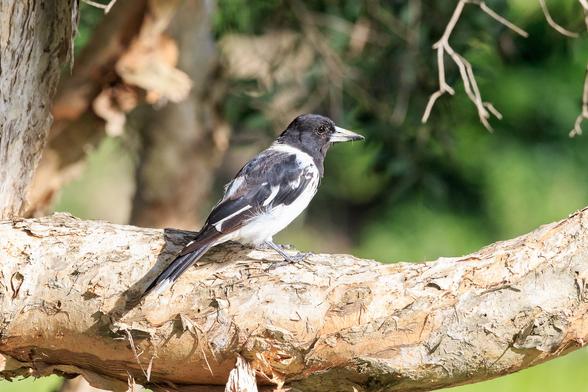 A black and white bird on a melaleuca tree branch. It is sitting in the sun, facing right, and looks quite pleased with itself.