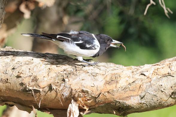 A black and white bird (Pied Butcherbird) on a melaleuca branch, bent over in the act of eating a caterpillar. Its beak is slightly open showing some of the caterpillar innards and the birds tongue. The caterpillar itself is impaled on the sharp hook at the end of the upper beak.