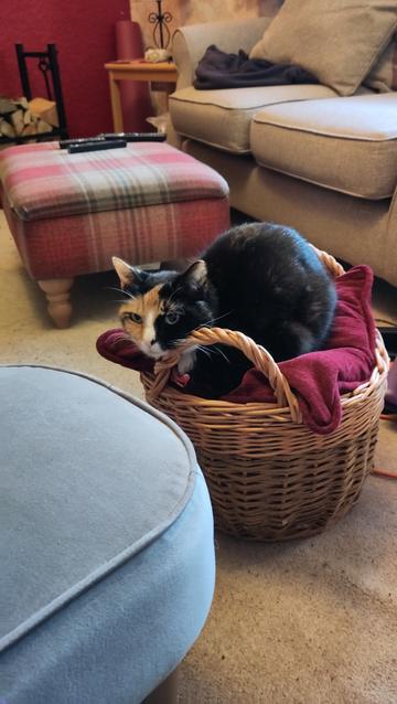 The mainly black cat is perched on top of a red cushion which is squished into the top of a wicker basket.