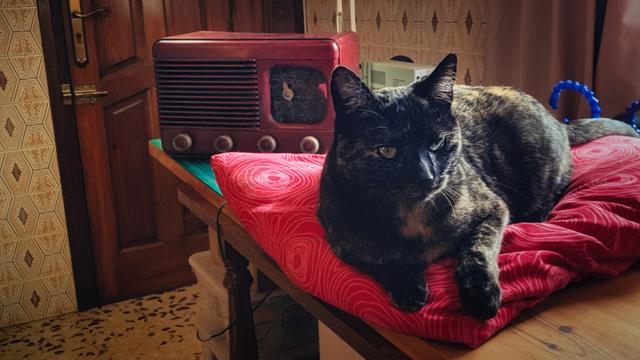 Rubia, a tabby cat is chilling on a nice comfy red pillow while listening to Radio Free Fedio through an old red Bakelite radio from the 1940s that has been converted into a Bluetooth speaker (among several other things).