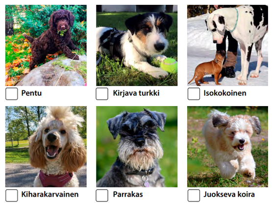Koirilla on monia hyvinvointivaikutuksia ja ne tuottavat usein iloa
omistajiensa lisäksi ihmisille, joita kohtaavat. Koiria on nyt enemmän kuin koskaan ja erilaisia koirarotujakin on satoja. Lähde ulos ja tarkkaile, millaisia koiria lenkkisi varrella näet. Koirabongausta voi tehdä yksin tai yhdessä kaverin kanssa.