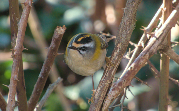 Un roitelet triple bandeaux accroché à une branche de ronce

A firecrest clinging to a bramble branch