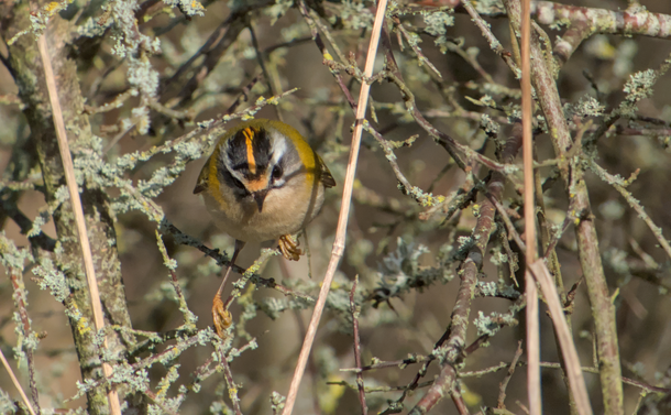 Un roitelet triple-bandeaux dans des branches pleines de lichen.

A firecrest in lichen-filled branches.