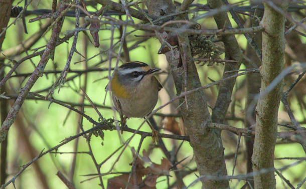 Un roitelet triple-bandeaux au milieu de branches épineuses

A firecrest amid thorny branches