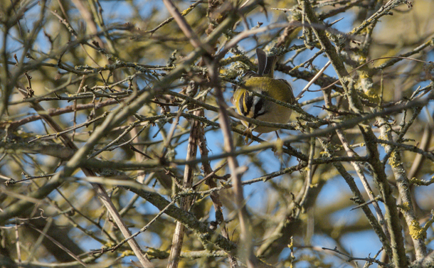 Un roitelet triple-bandeaux qui regarde vers l'objectif, caché derrière une petite branche

A firecrest looking towards the lens, hidden behind a small branch