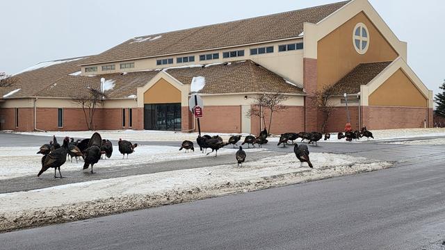 A catholic church with about 20 wild turkeys milling about.  The sky is grey.