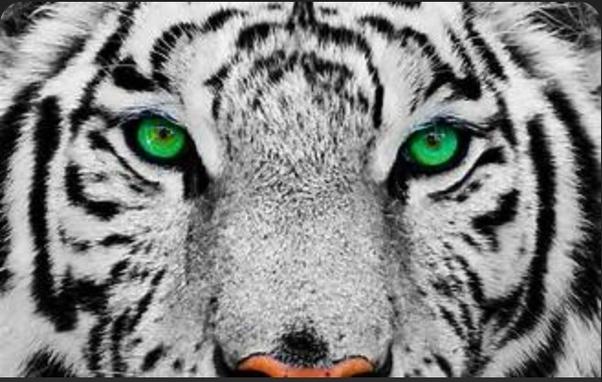 A tiger's face in black and white with yellowish eyes - exactly as a cat would see it