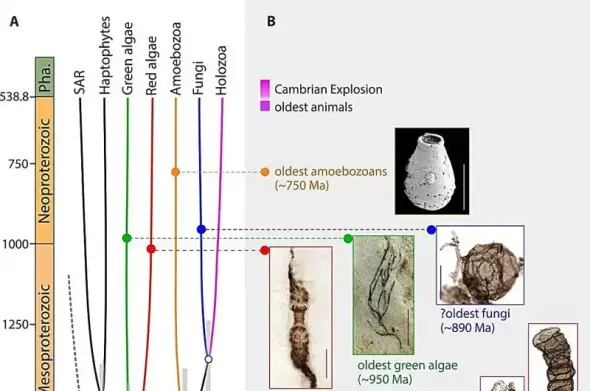 Simple dated evolutionary tree of eukaryotes and photosof various fossils connected by lines to points on the tree around the boundary between Mesoproterozoic and Neoproterozoic at around 1 billion years ago