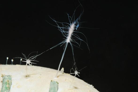 underwater photo of 3 tiny carnivorous sponges. They look like white trnslucent clubs growing dfrom the substrate and bristling with thin filaments