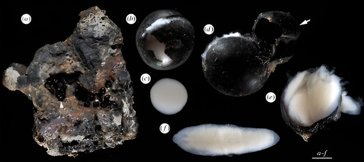 photos of tiny dark eggs collected on the ocean floor. Some are partially open and reveal pale flat worms inside