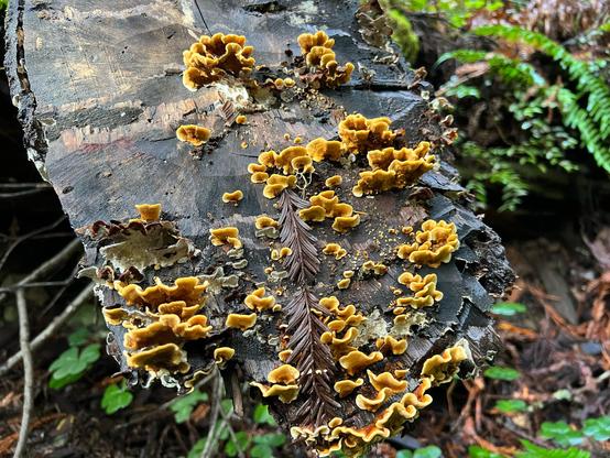 A diagonally cut log is in the foreground, and from the wood grow a number of yellowish tan bracket fungi. These are small, and look soft and moist. There are green fern fronds and other plants visible on the forest floor in the background.