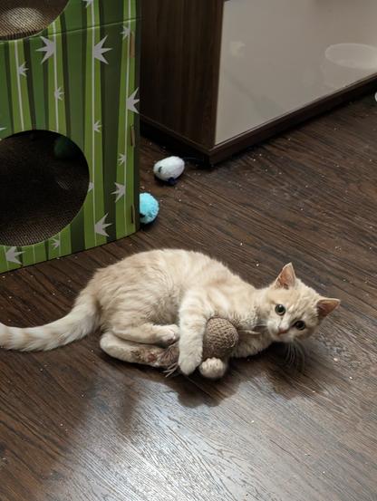 Buff tabby kitten on a brown floor with his four paws on a brown crocheted toy
