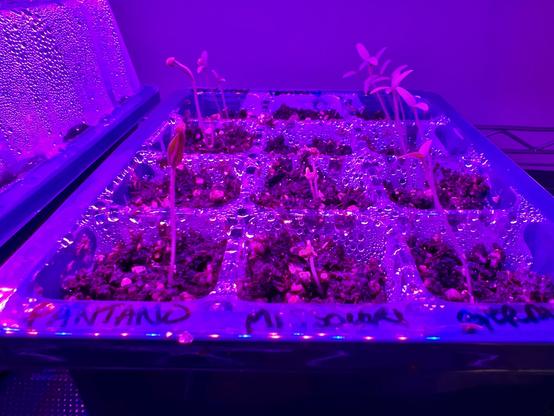 A small seedling tray with sprouts of new tomato plants. The photo has a dark purple and pink hue from the grow lights’ glow.
