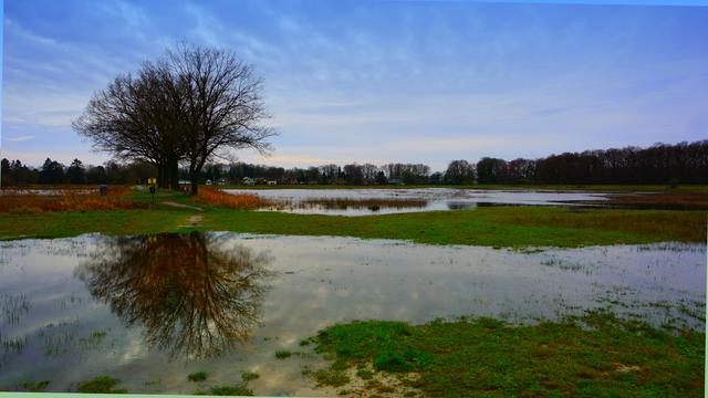 Überflutete Feuchtwiese mit einem sich im Wasser spiegelnden solitären Baum