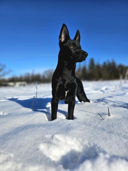 Schwarzer Hundewelpe im Schnee
