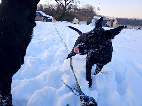 Hundewelpe leckt sich übers Maul im Schnee