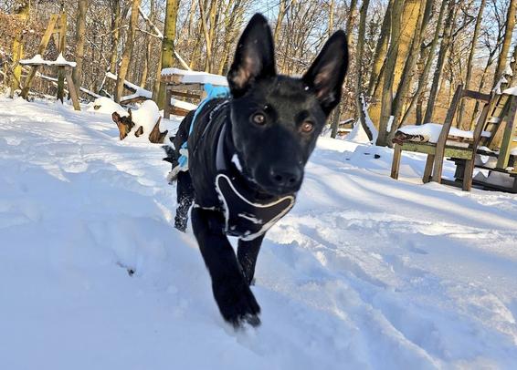 Nochmal das Welpenkind im Schnee