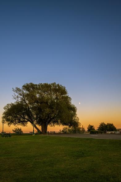Day time moon shining behind a tree in the blue to orange gradient sky at sunset at Plains of Abraham, Quebec City, Quebec, Canada
Captured by Komeil Karimi