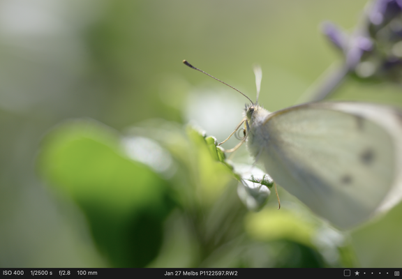 Cabbage Butterlfly