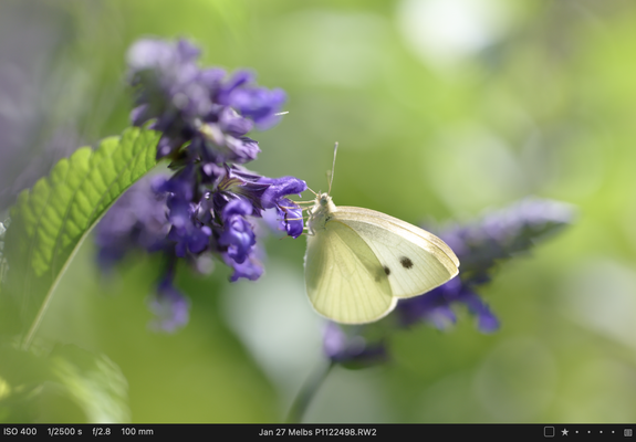 Cabbage Butterlfly