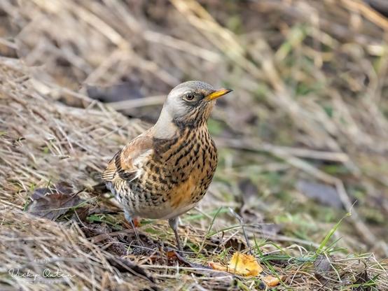 Fieldfare on the ground - www.vickyoutenphotography.com
