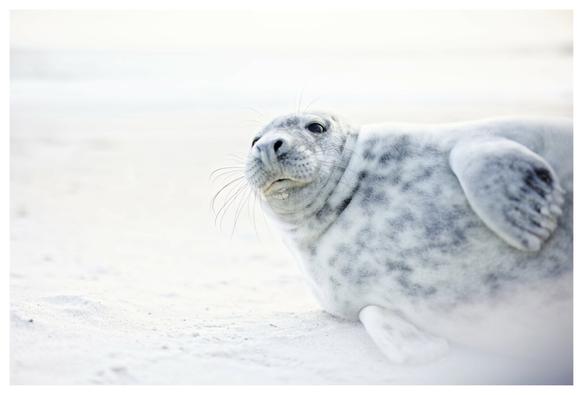 Junge Kegelrobbe am Strand in ihrem ersten weißen Fell, welches noch nicht für das Wasser gedacht ist. Erst nach dem Fellwechsel darf gebadet werde.

Young gray seal on the beach in its first white coat, which is not yet intended for the water. Bathing is only allowed after the fur change.