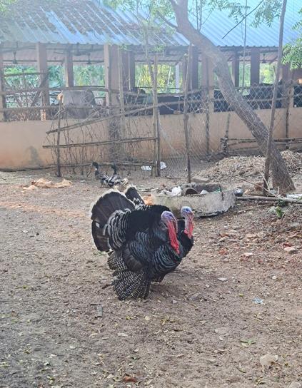 Two turkey birds pondering. Behind them are two ducks and a few cows.