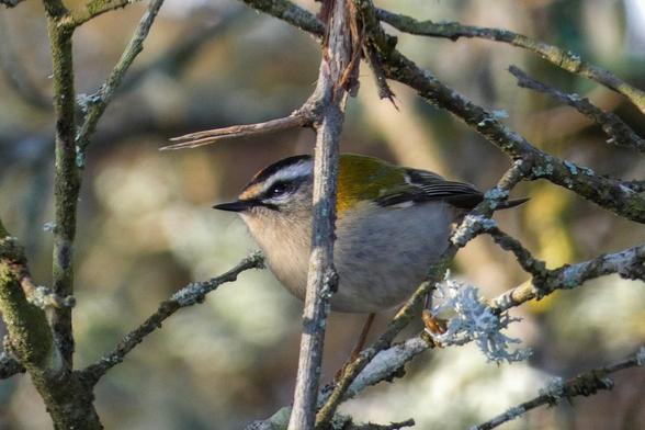 Un roitelet triple bandeau de profil dans les branchages.

A firecrest in profile in the branches.