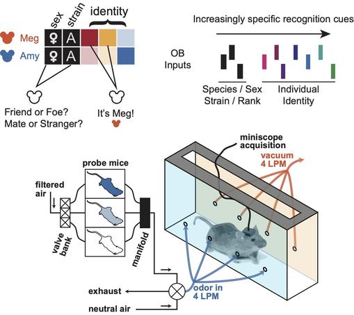 Diagrams illustrating 1. That animals need to tell individuals apart even if they are the same sex or strain. 2. That individual identity cues may be subtle and processes late in the odor processing cycle. 3. An approach for delivering mouse odors with experimental control and the ability to monitor neural activity in the olfactory system in the receiving mouse (i.e., miniscopes).