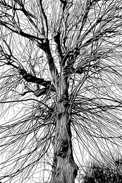 Hybrid photo, part photo, part drawing effect. An old tree in black and white with many tiny branches from the trunk