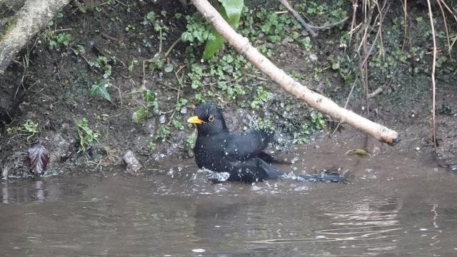 A male blackbird sitting in a river splashing its feathers and wings about, making a right splash. It has a bright yellow beak, a yellow ringed dark eye, and dark plumage.