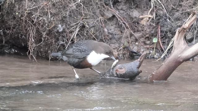 A dipper standing on a branch in a river leaning forward, with a fish dangling from its beak. The bird has brown/grey plumage, a white neck/tummy and brown head.