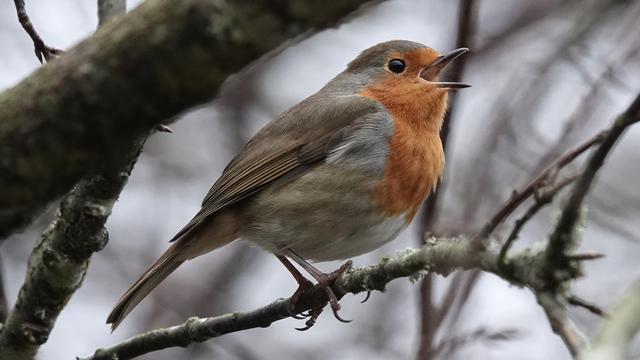 A robin perched facing right on a thin branch in a tree, with its beak wide open as it sings. It has a very orange tummy and neck, and light cream/beige underneath and brown head and wings.
