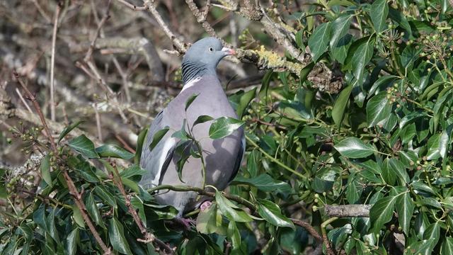 A wood pigeon standing tall in a tree covered in ivy, facing right. It has a blue head, striped patterned neck, and a pink/purple/blue back.