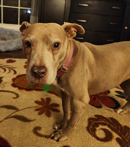Roonie, a fawn staffie who feels guilty