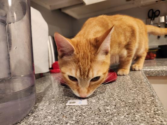 Pooka, an orange cat who doesn't know the meaning of guilt