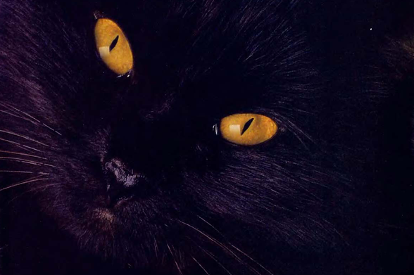 1990 A close up of a cat's face

This image showcases a close-up view of a domestic cat, a common member of the small to medium-sized cats category.
The feline appears to be a black cat, the dark hue of its fur providing a stark contrast to its piercing yellow eyes.
The cat's face is finely detailed, whiskers standing out prominently against its dark coat.
The animal's eyes are a notable feature, with their bright yellow color capturing attention.
Being a member of the Felidae family, the cat carries typical mammalian features.
The composition of the image, focusing solely on the cat's face, emphasizes the characteristics and expressions of this domestic creature.

#photography #illustration #madman #nocontext #sfw #animal #mammal #smalltomedium-sizedcats #domesticcat #blackcat #whiskers #felidae #cat #black #eyes #yellow 

https://nocontext.loener.nl/fullpage/07-July1990-Page-020.png